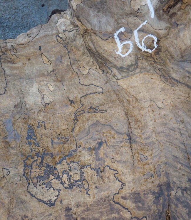 Caucasian walnut burl, approx. 1200 x 990 x 50 mm, 41233