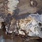 Caucasian walnut burl, approx. 1200 x 990 x 50 mm, 41233