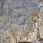 Caucasian walnut burl, approx. 950 x 950 x 50 mm, 41234