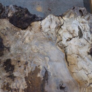 Caucasian walnut burl, approx. 950 x 950 x 50 mm, 41234