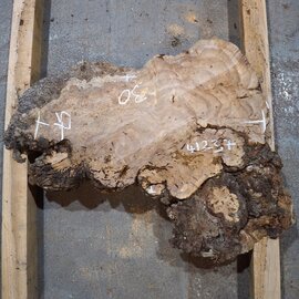 Caucasian elm burl, approx. 570 x 300 x 55 mm, 41237