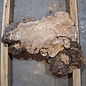 Caucasian elm burl, approx. 570 x 300 x 55 mm, 41237