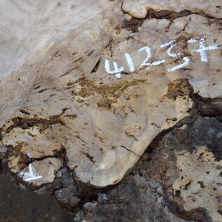 Caucasian elm burl, approx. 570 x 300 x 55 mm, 41237
