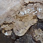 Caucasian elm burl, approx. 570 x 300 x 55 mm, 41237