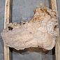 Caucasian elm burl, approx. 570 x 300 x 55 mm, 41237