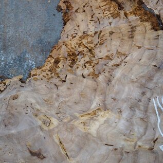 Caucasian elm burl, approx. 570 x 300 x 55 mm, 41237