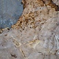 Kaukasische Rüster Maser, ca. 570 x 300 x 55 mm, 41237