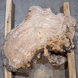 Caucasian elm burl, approx. 640 x 590 x 55 mm, 41236