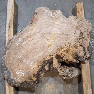 Caucasian elm burl, approx. 640 x 590 x 55 mm, 41236