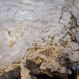 Caucasian elm burl, approx. 640 x 590 x 55 mm, 41236