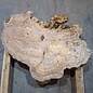 Kaukasische Rüster Maser, ca. 640 x 590 x 55 mm, 41236
