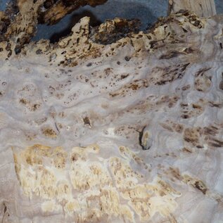 Caucasian elm burl, approx. 640 x 590 x 55 mm, 41236