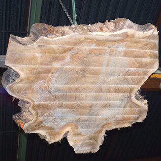 Europ. walnut burl, approx. 1160 x 1150 x 100 mm, 41238