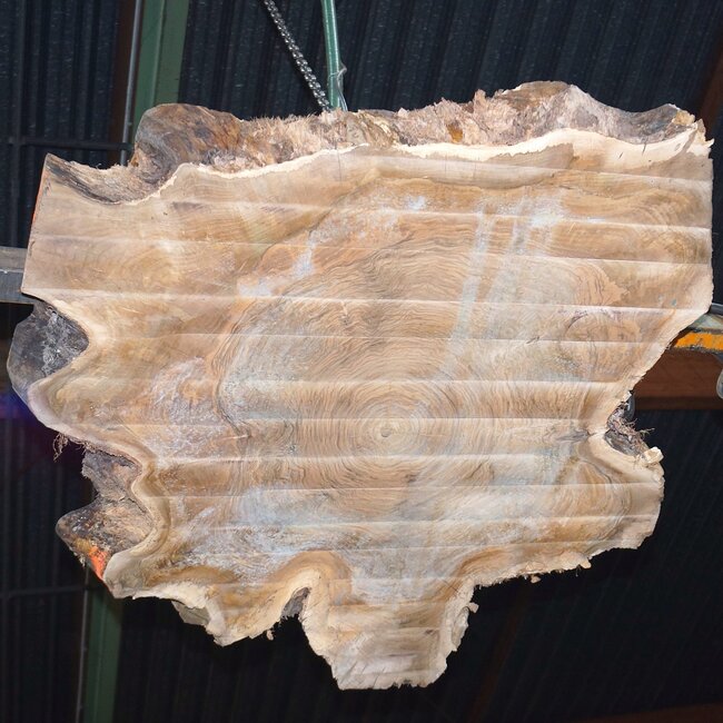 Europ. walnut burl, approx. 1160 x 1150 x 100 mm, 41238
