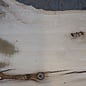 Eiche, ca. 2450 x 880/1070/850 x 52 mm, 13638