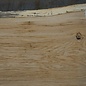Oak, approx. 2650 x 700/530/490 x 52 mm, 13645