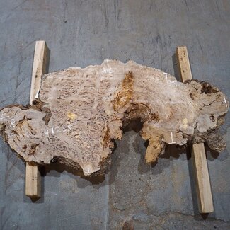 Caucasian elm burl, approx. 1390 x 740/460 x 40 mm, 41235