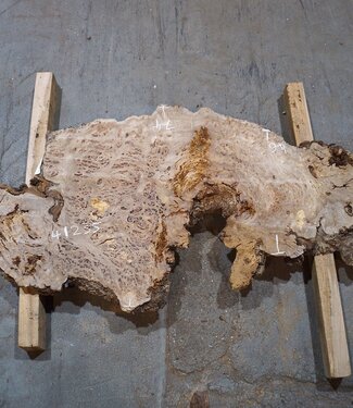 Caucasian elm burl, approx. 1390 x 740/460 x 40 mm, 41235