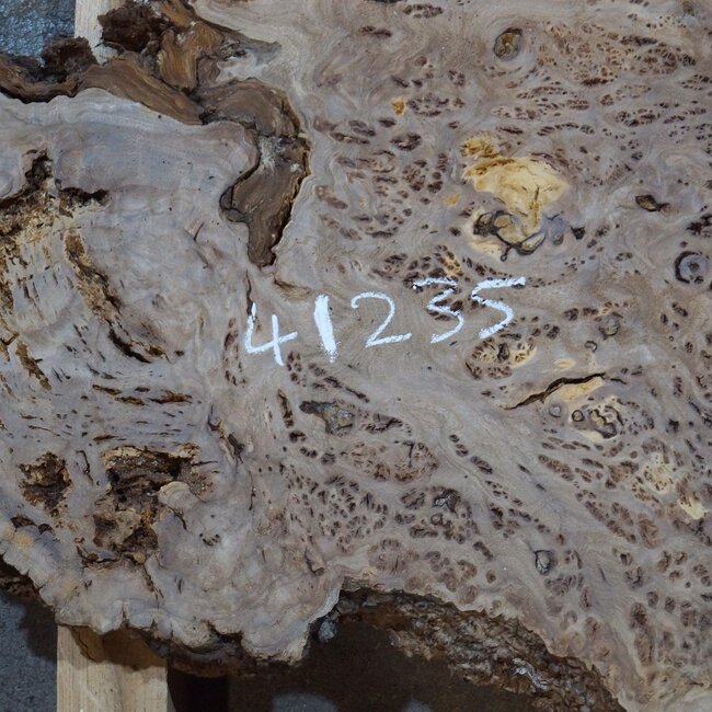 Caucasian elm burl, approx. 1390 x 740/460 x 40 mm, 41235