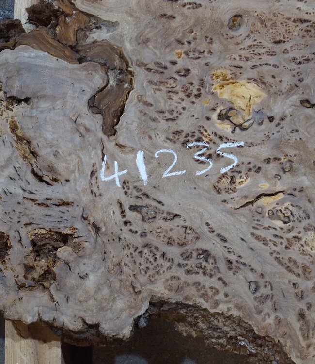 Caucasian elm burl, approx. 1390 x 740/460 x 40 mm, 41235