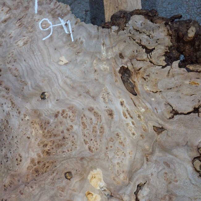 Caucasian elm burl, approx. 1390 x 740/460 x 40 mm, 41235