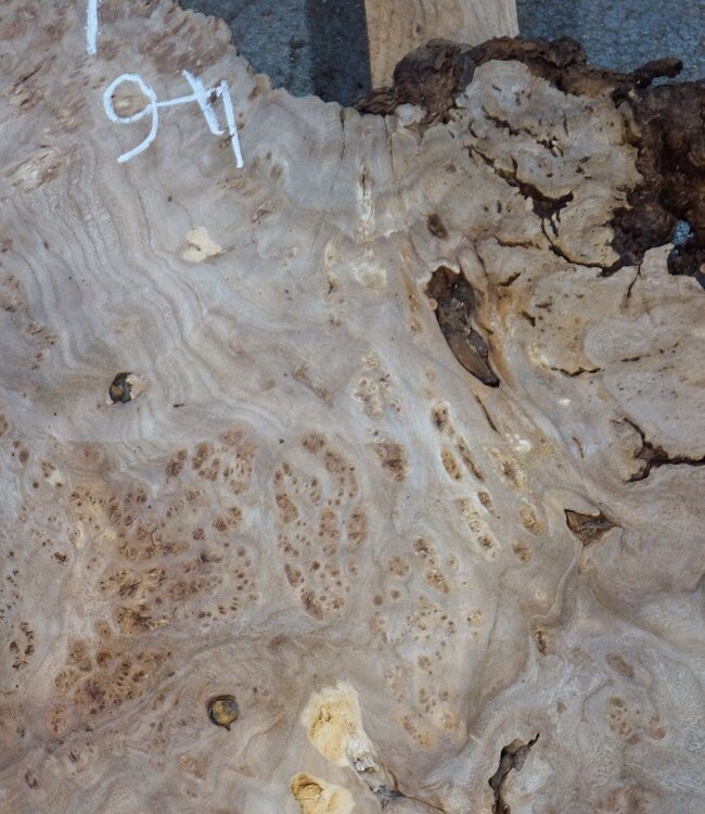 Caucasian elm burl, approx. 1390 x 740/460 x 40 mm, 41235