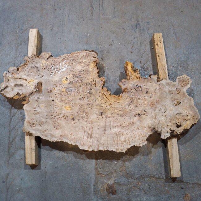 Caucasian elm burl, approx. 1390 x 740/460 x 40 mm, 41235
