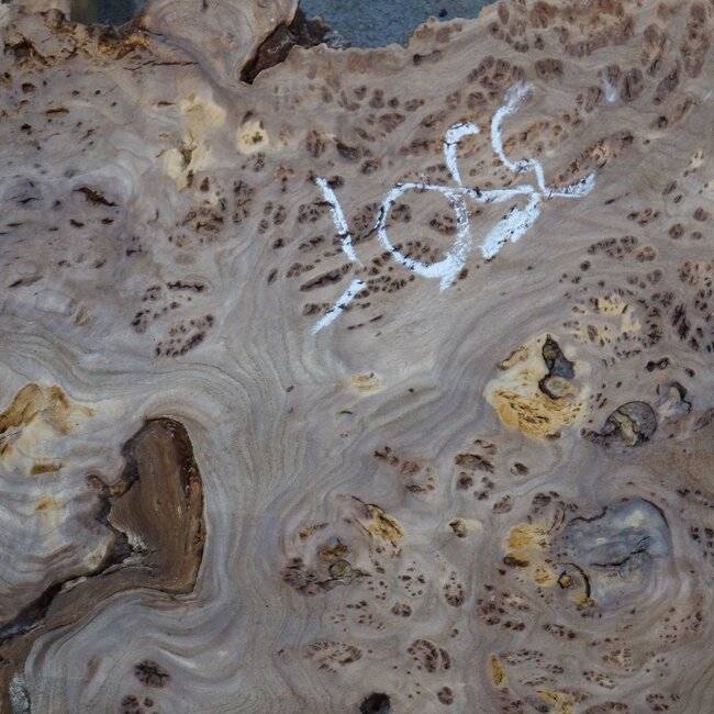 Caucasian elm burl, approx. 1390 x 740/460 x 40 mm, 41235