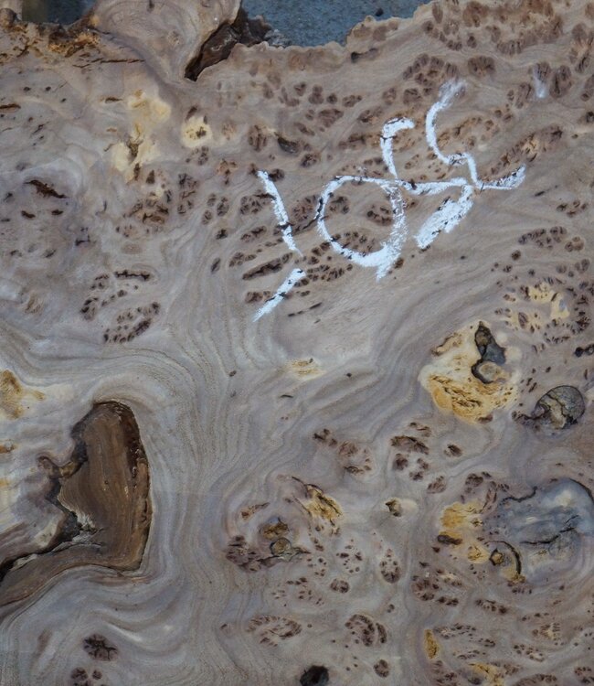 Caucasian elm burl, approx. 1390 x 740/460 x 40 mm, 41235