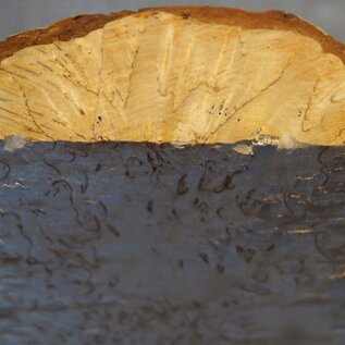 Birke Maser, ca. 135-150 x 304 x 50mm, 1,34kg