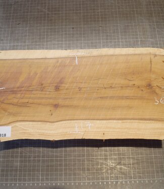 Eibe, ca. 360 x 170 x 85 mm, 3,4 kg