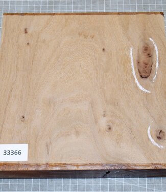 Dutch elm,steamed, approx. 220 x 220 x 50mm, 1,3kg