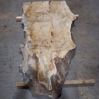 Mappa, poplar burl table top, approx. 1640 x 950/650 x 65 mm, 13566