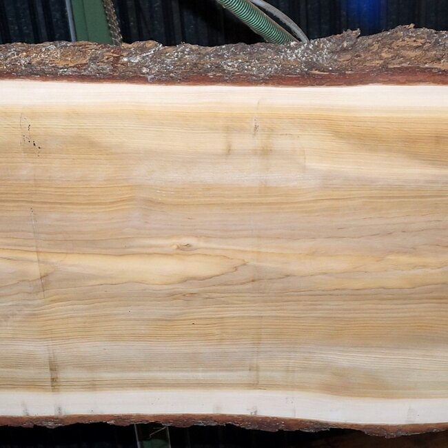 Lebanon Cedar table top, approx. 3000 x 1020/920/850 x 75 mm, 13351