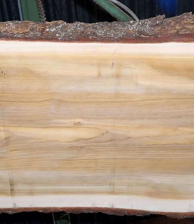 Lebanon Cedar table top, approx. 3100 x 1020/920/850 x 75 mm, 13351