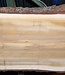 Lebanon Cedar table top, approx. 3100 x 1020/920/850 x 75 mm, 13351