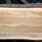 Libanon Zeder Tischplatte, ca. 3100 x 1020/920/850 x 75 mm, 13351