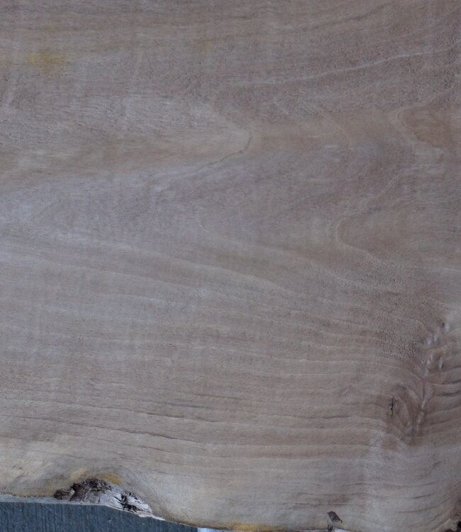 Kaukasischer Nussbaum, ca. 1480 x 450 x 60 mm, 13655