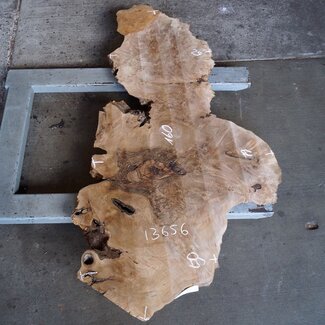 Caucasian Walnut burl, approx. 1600 x 500 x 60 mm, 13656