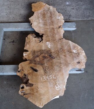 Caucasian Walnut burl, approx. 1600 x 500 x 60 mm, 13656