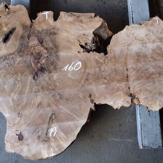 Caucasian Walnut burl, approx. 1600 x 500 x 60 mm, 13656