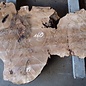 Kaukasischer Nussbaum, Maser, ca. 1600 x 500 x 60 mm, 13656
