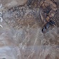 Caucasian Walnut burl, approx. 1600 x 500 x 60 mm, 13656