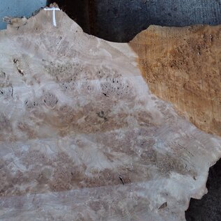 Caucasian Walnut burl, approx. 1600 x 500 x 60 mm, 13656