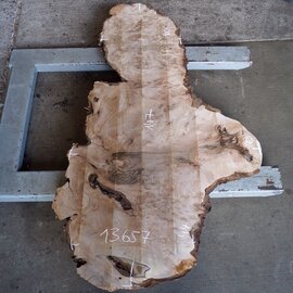 Caucasian Walnut burl, approx. 1470 x 440 x 60 mm, 13657