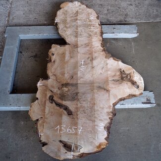 Caucasian Walnut burl, approx. 1470 x 440 x 60 mm, 13657