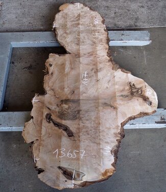 Caucasian Walnut burl, approx. 1470 x 440 x 60 mm, 13657