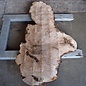 Caucasian Walnut burl, approx. 1470 x 440 x 60 mm, 13657