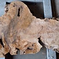 Caucasian Walnut burl, approx. 1600 x 500 x 60 mm, 13656