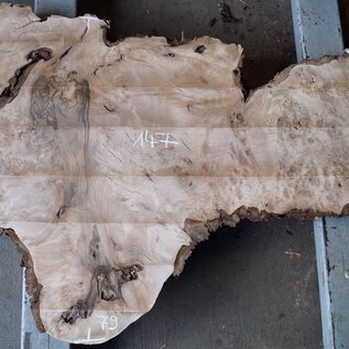 Caucasian Walnut burl, approx. 1470 x 440 x 60 mm, 13657